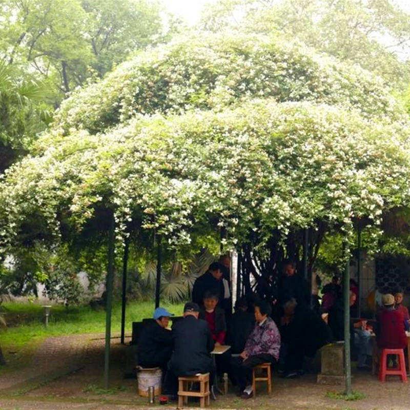 爬墙花卉 攀爬 四季爬藤植物y苗常绿藤蔓庭院绿化开花阳台易活室