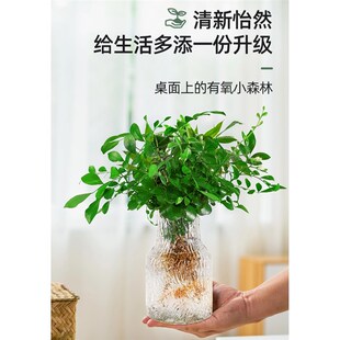 水培九里香开f花植物室内盆栽好养绿植客厅办公桌清香胡椒木驱蚊