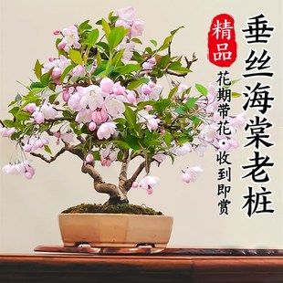 厂家垂丝海棠花卉老桩盆栽带花苞室内植物盆景四季耐寒绿植好养开