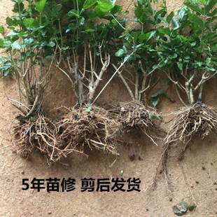 茉莉花盆栽四季懒人室内阳台重瓣带花苞种植花卉绿植七彩多色花苗