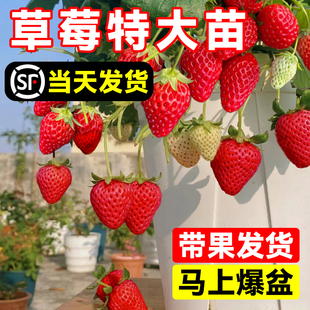 特大草莓苗秧盆栽带果四季结果红颜丹东99草莓苗室内阳台绿植