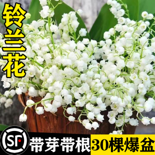 极速进口铃兰花苗盆栽耐寒绿植物带芽带根种球四季阳台室内好养花