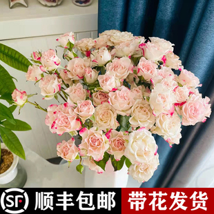 折射泡泡月季花苗特大花玫瑰花苗盆栽四季开花果汁阳台树苗灌木