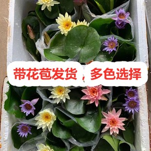 睡莲水培植物四季碗莲水养室内外庭院水莲藕荷花盆栽鱼池缸带花苞