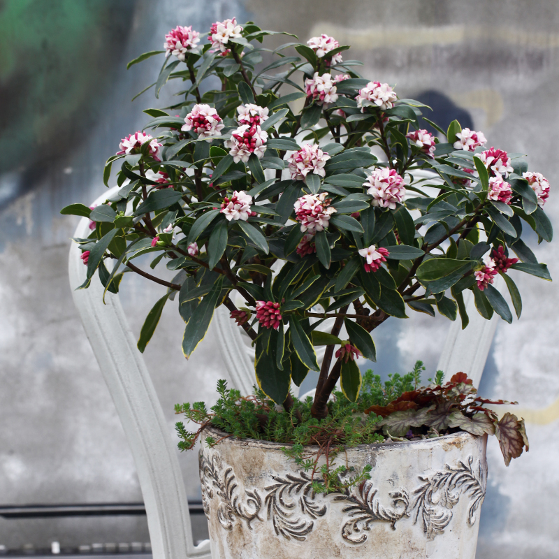 海蒂的花园金边瑞香气味芳香客厅花卉植物室内花绿植花卉盆栽花苗