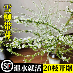 雪柳干枝鲜枝适合水养的花卉懒人绿植物室内泡水培重瓣干支柴盆栽