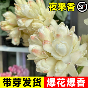 速发晚香玉种球盆栽重瓣夜来香花种香水百合浓香型鲜花卉苗庭院绿