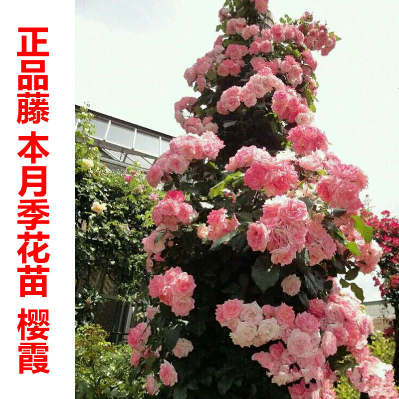 带花四季藤本月季【樱霞】蔷薇月季花苗庭院阳台盆栽攀爬四季花卉