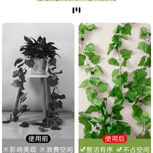 植物固定夹植物爬墙固定器户外室内定型卡扣绿萝爬藤月季夹子枝条