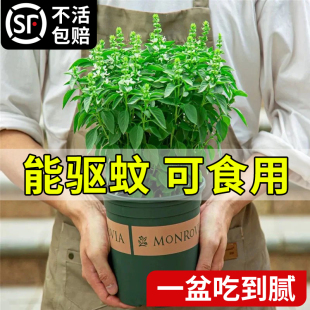 九层塔盆栽可食用金不换罗勒叶室内驱蚊绿植物四季香草薄荷迷迭香