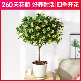 绿植客厅大颗好养树木盆栽桂花大厅花盆招财旺宅花卉植物室内易活