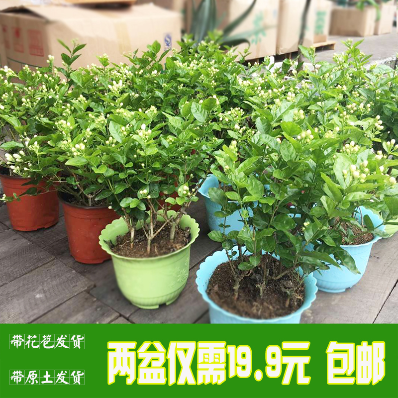 广西横县莉妃茉莉花重瓣茉莉花小盆栽阳台花卉绿T植浓香型夏季开