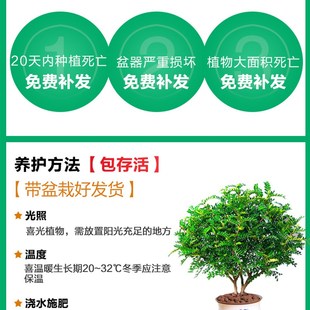 速发防驱蚊草植物正宗胡椒清香木盆栽室内花卉九里香老桩盆景水培