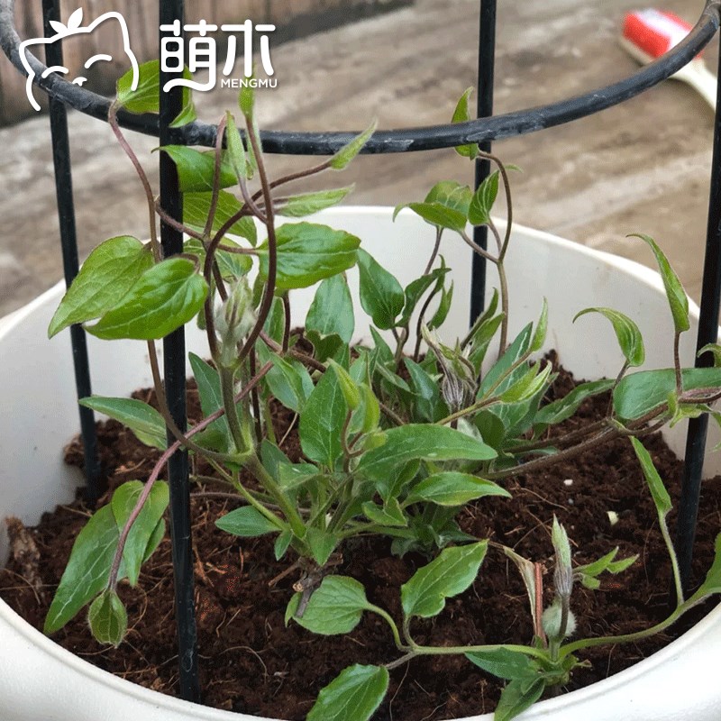 萌木园艺花架爬藤架家庭花园室外庭院阳台铁线莲月季爬藤植物支架