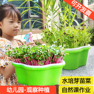 儿童水培植物种植观察小盆栽盒幼儿园H小学生豆芽生长日记绿植种