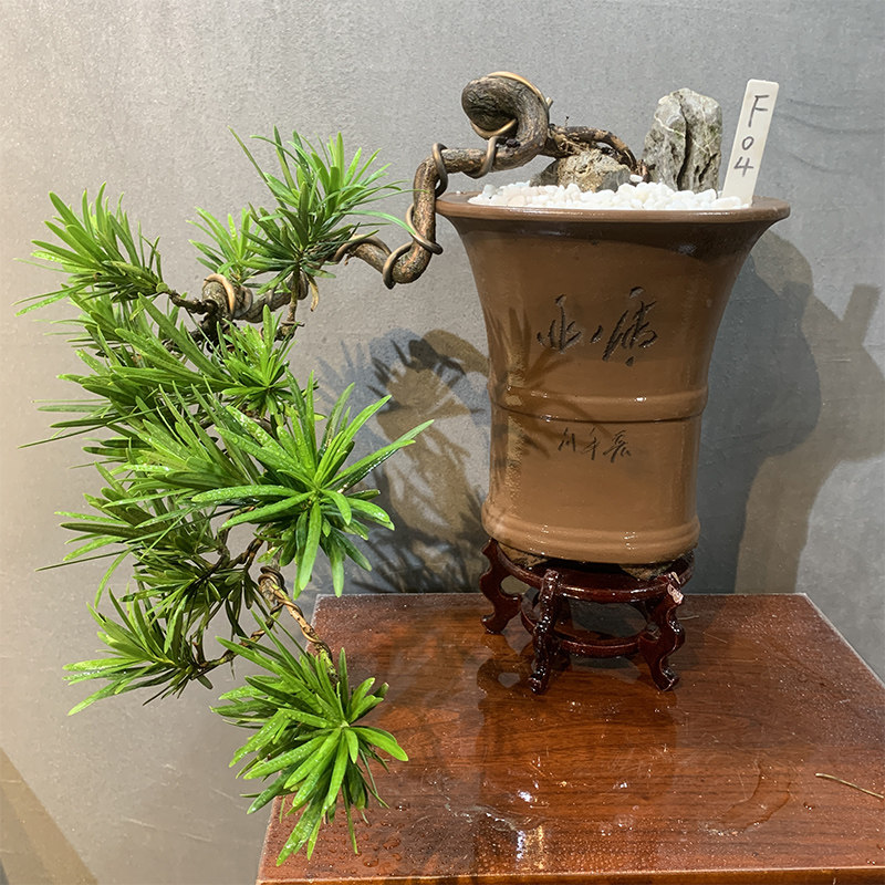 新品大型盆景矮霸黄杨s附石提根盆景榆树精品老桩雀梅小叶紫檀盆造型