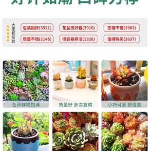 多肉花盆送营养土带土植物家用套装新手组合盆栽办公室含小盆花卉