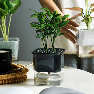 自动吸水水培器皿创意塑料花盆水养植物透明花器绿萝白掌养殖花瓶