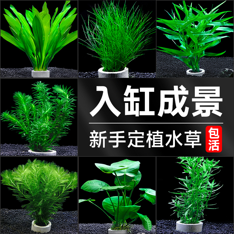 厂家鱼缸水草植物真草造景套餐全套阴性水草绿植装饰蜈蚣草水榕水