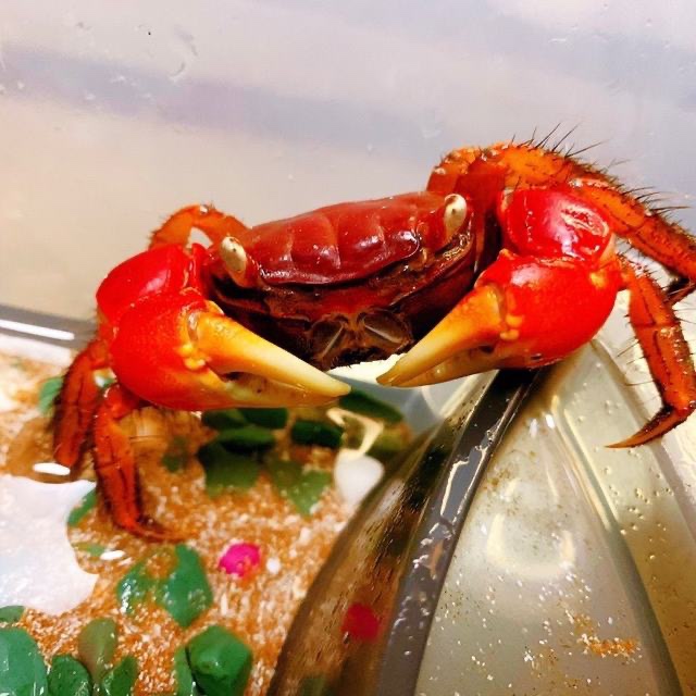 发财蟹