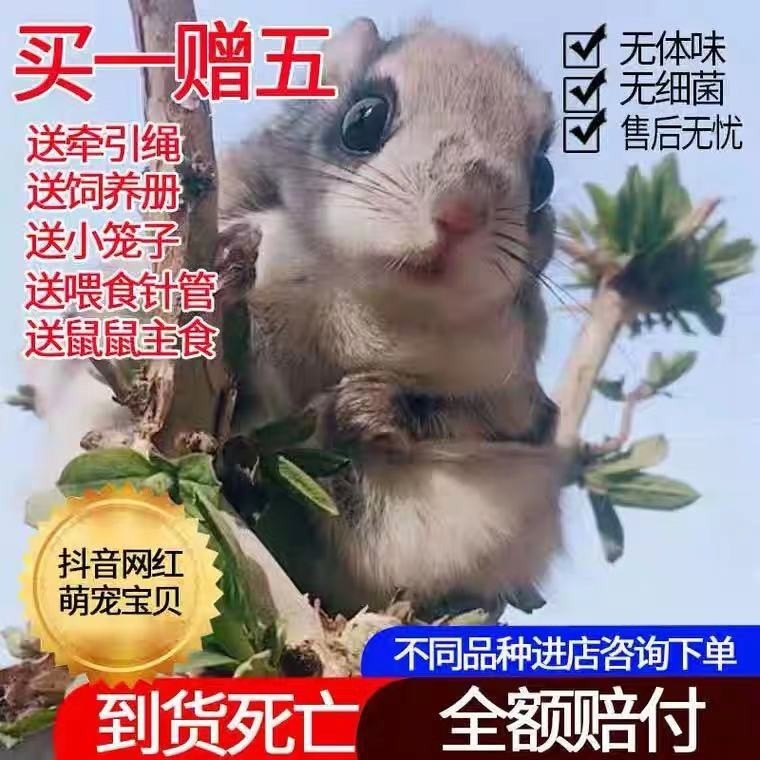 松鼠幼崽松鼠宠物儿童松鼠活物玩具睡鼠非洲迷你刺猬蜜袋鼯小飞鼠|ruв категории животное/Животное питание и принадлежностей, хомяк класса и других малых животное, летяга - от Buy2taobao.com для оказания профессиональной услуги покупки агента Taobao