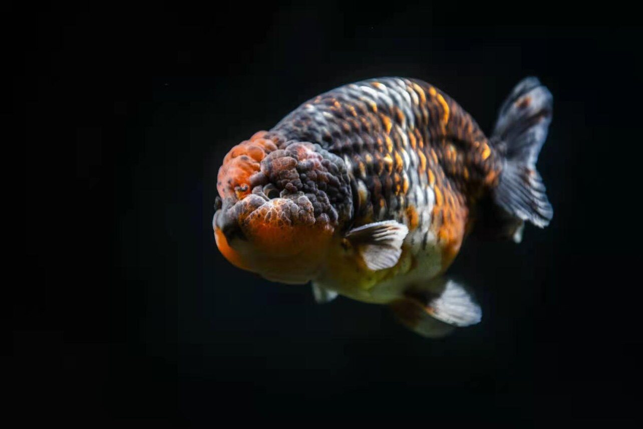 波妞福州兰寿金鱼 精品观赏鱼冷水鱼私拍不发货 直播视频在线选鱼