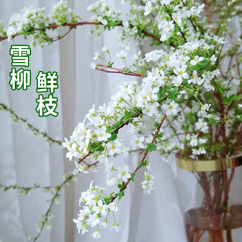 雪柳干枝干支鲜枝水培水养插水开花树苗