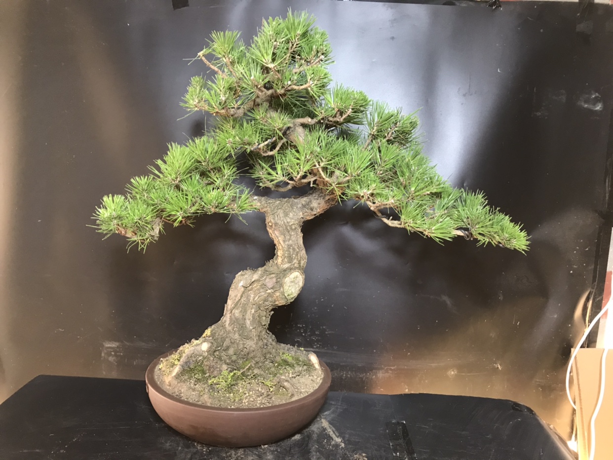 一物一拍短针暴皮黑松盆景办公室客厅阳台庭院造型迎客松真树绿植