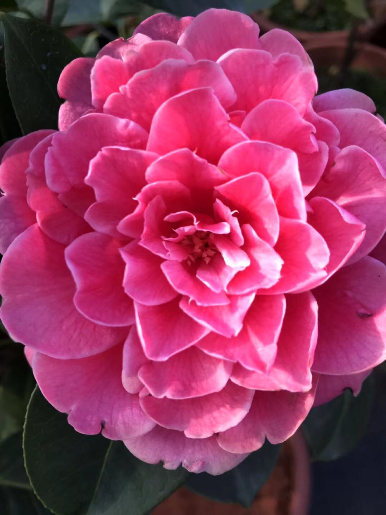 热销恨天高茶花云南