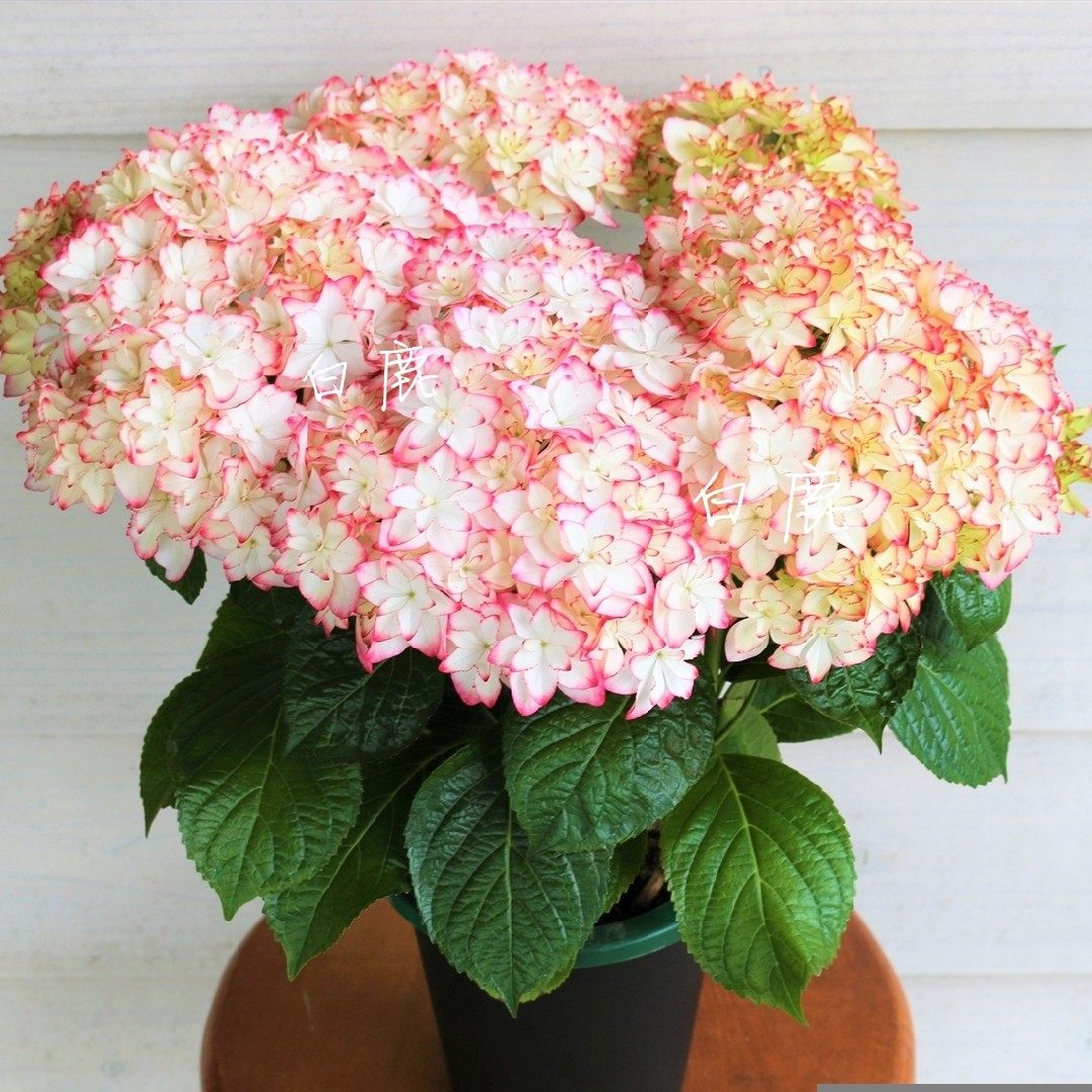 白鹿的花园新品绣球卡伦安妮公主31b尤里卡列车reiwa瑞瓦花卉盆栽