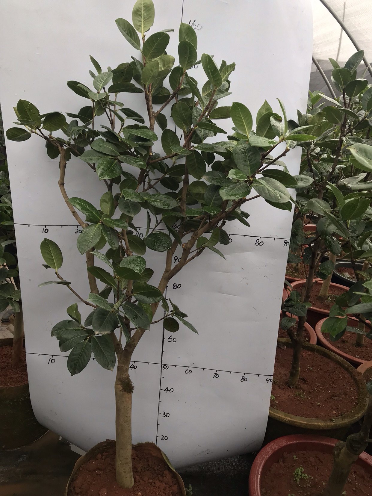 高_云南茶花云茶大型恨天高茶花大理茶花巨型品种正宗品质保证优惠券