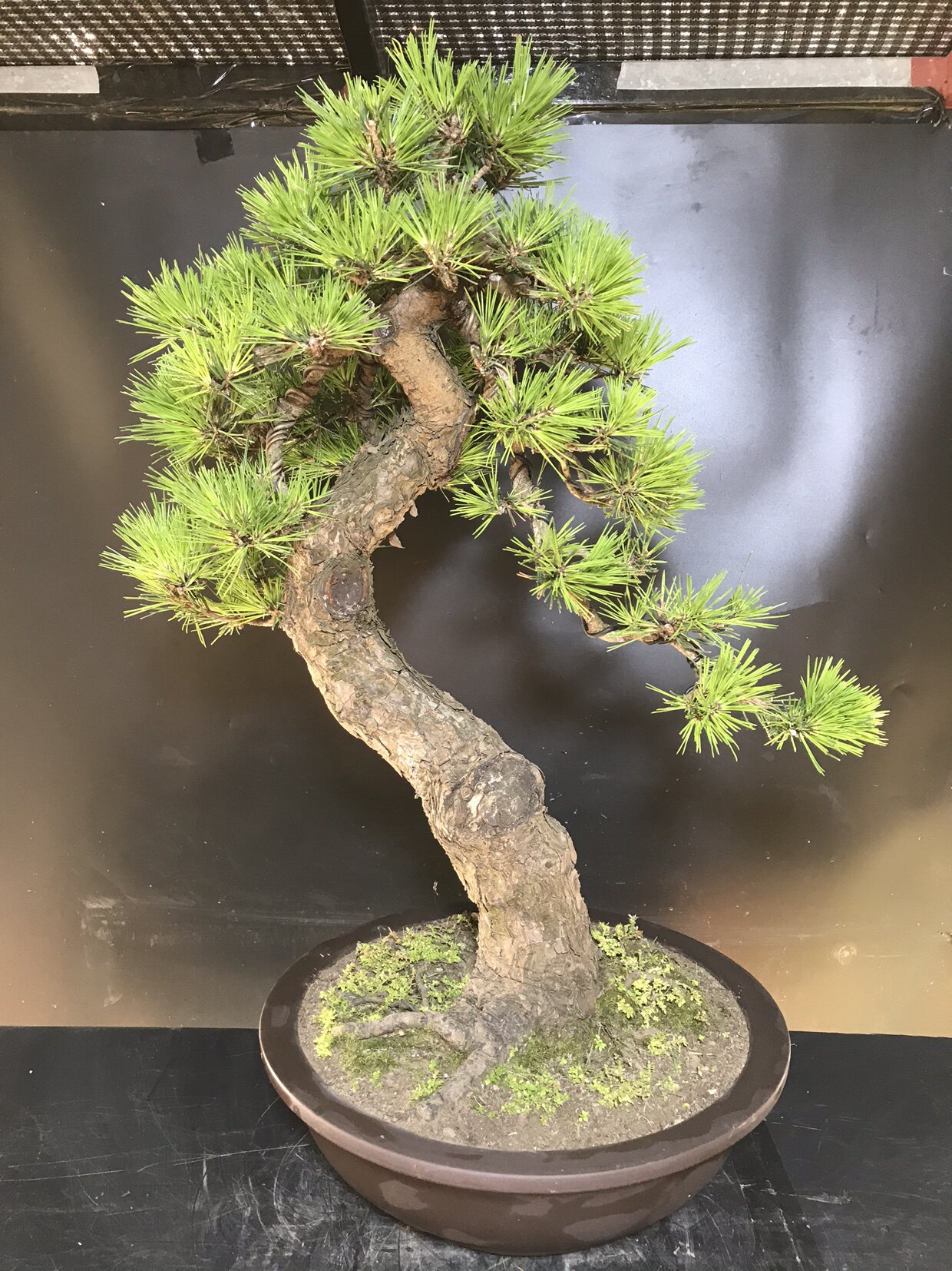 一物一拍短针暴皮黑松阳台庭院客厅会所老桩造型迎客松盆景常青树