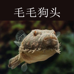 斑马狗头鱼皇冠毛毛狗头活体鱼淡水河豚木瓜河鲀潜水艇热带观赏鱼