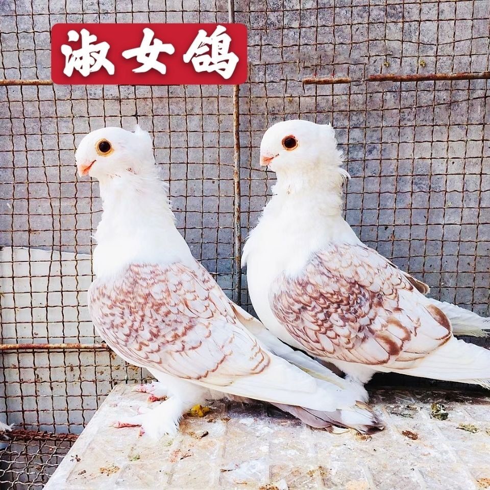 【东方淑女鸽】观赏鸽子活体小鸟活物种鸽公母一对青年幼鸽包活
