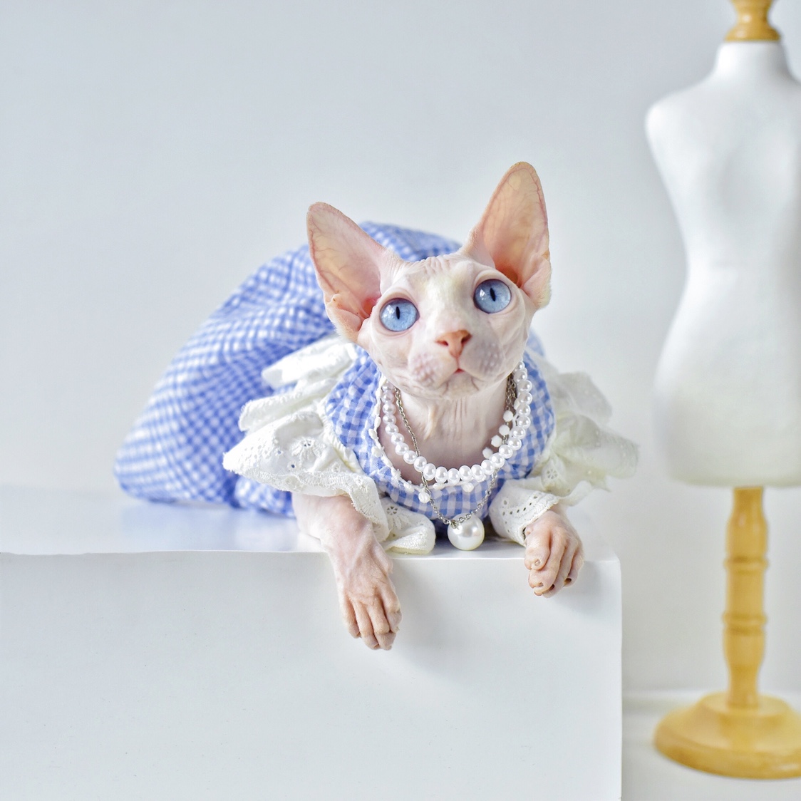 乖乖小甜妹珍珠蕾丝蓬蓬裙夏天薄款无袖栐柇斯芬克斯无毛猫衣服