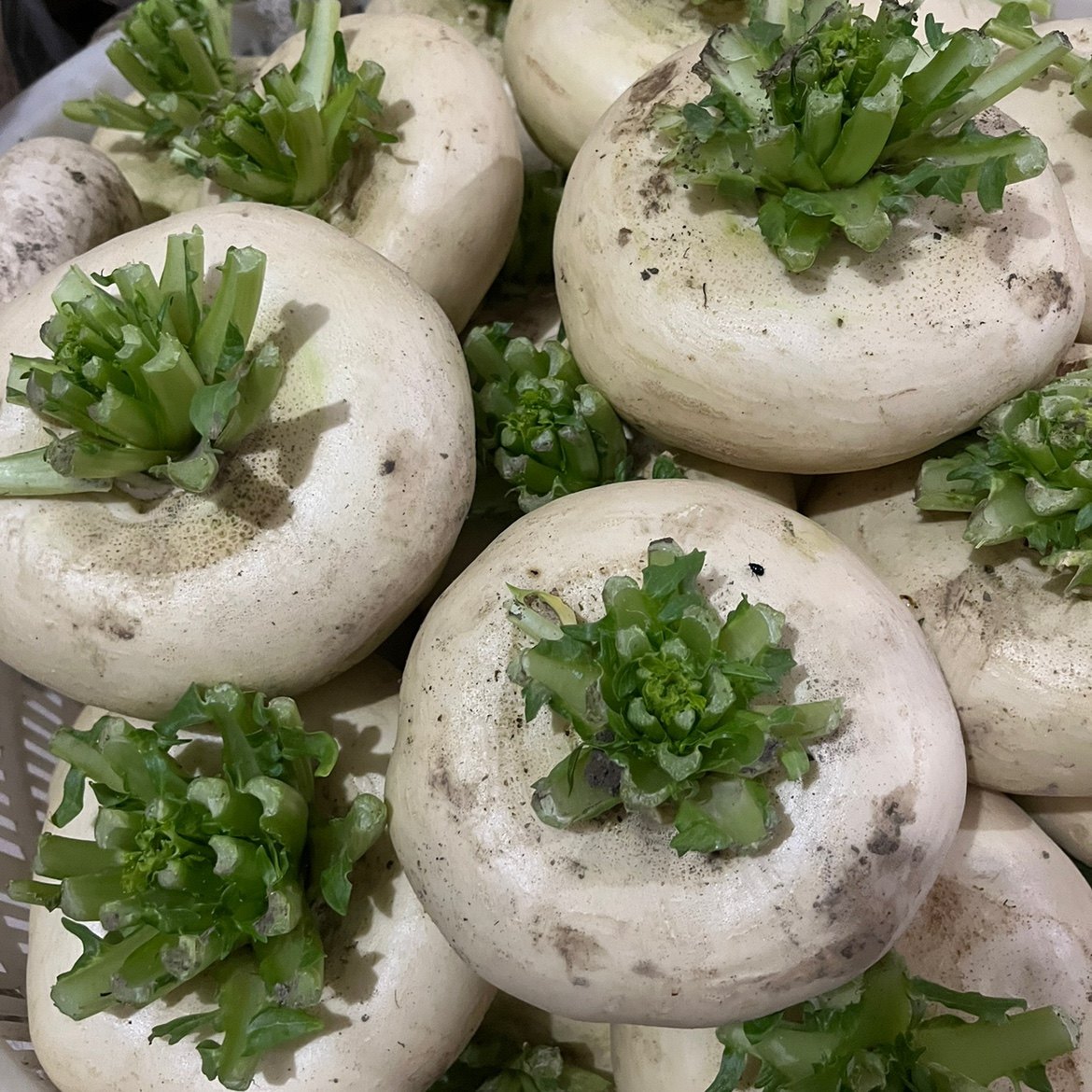 温州特产新鲜盘菜头 扁萝卜大头菜 盘菜4/5斤装 高山沙田农家自种