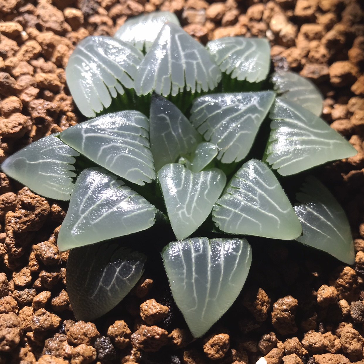 德田猛犸玉扇十二四季易养办公桌阳台清新绿植趣味礼物多肉植物