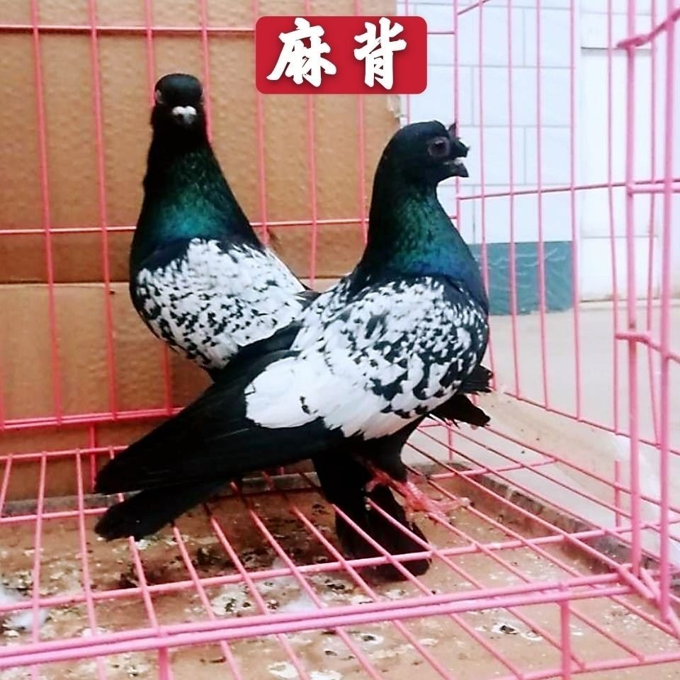 宠物鸟活体 一对_【麻背鸽】雪花背鸽子活体公母一对成年种鸽青年幼鸽