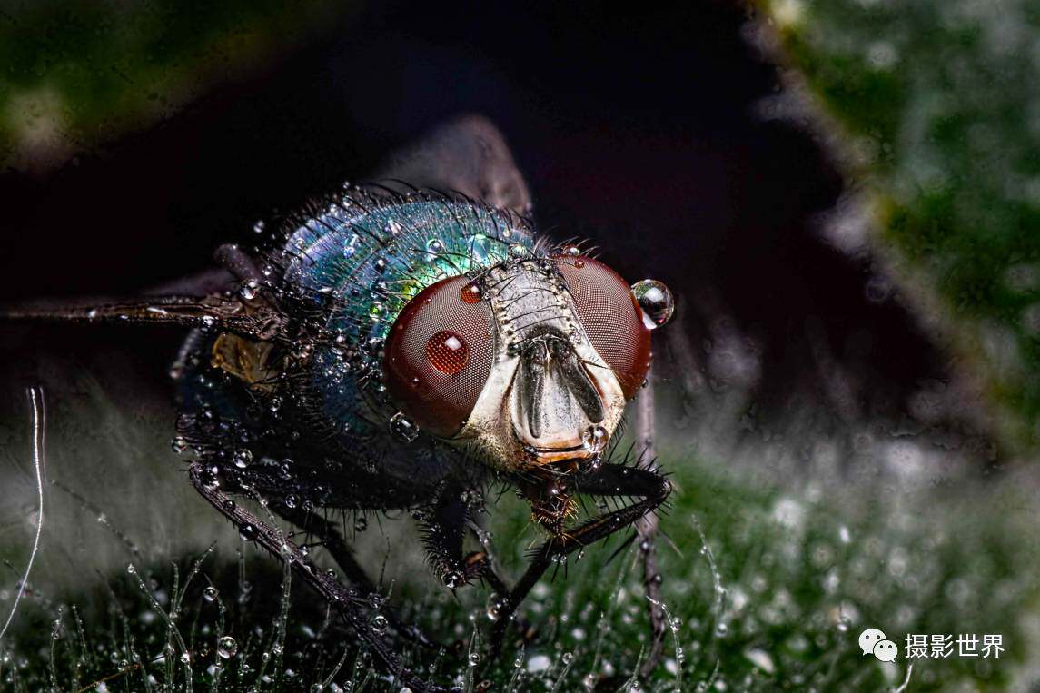 《巨型苍蝇》,dbwelds