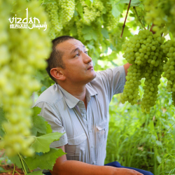 维吉达尼新疆巴楚留香瓜甜瓜 一藤两瓜 赛伽师