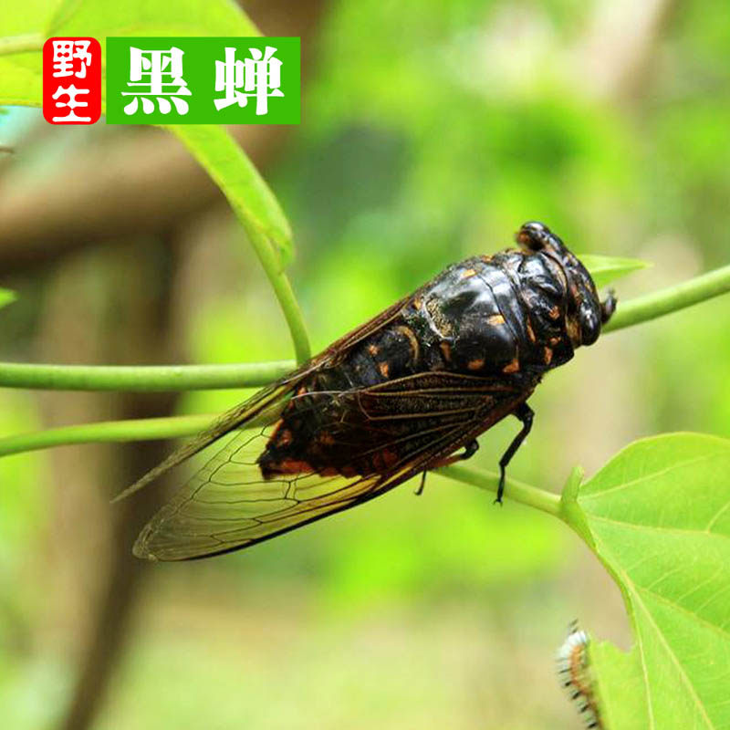 新鲜杨树林捕捉黑蝉活体知了猴速冻黑知了蜕皮黑蝉500g金蝉唐僧肉