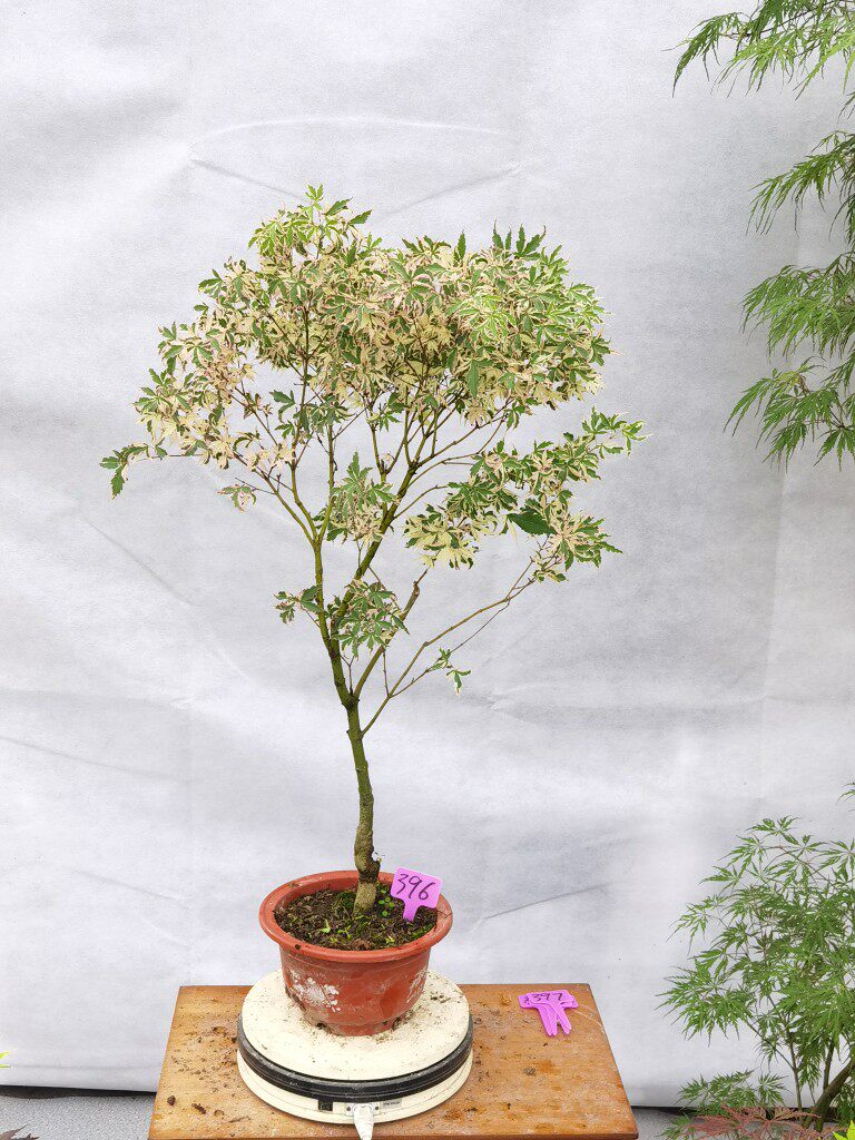 一物一拍华程园艺日枫蝴蝶锦枫红七变化观叶日本红枫盆栽庭院绿植