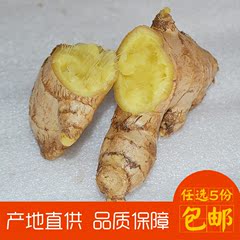 老姜母 5斤装 山东老姜 娘姜 月子姜 中药材 药引子 老姜