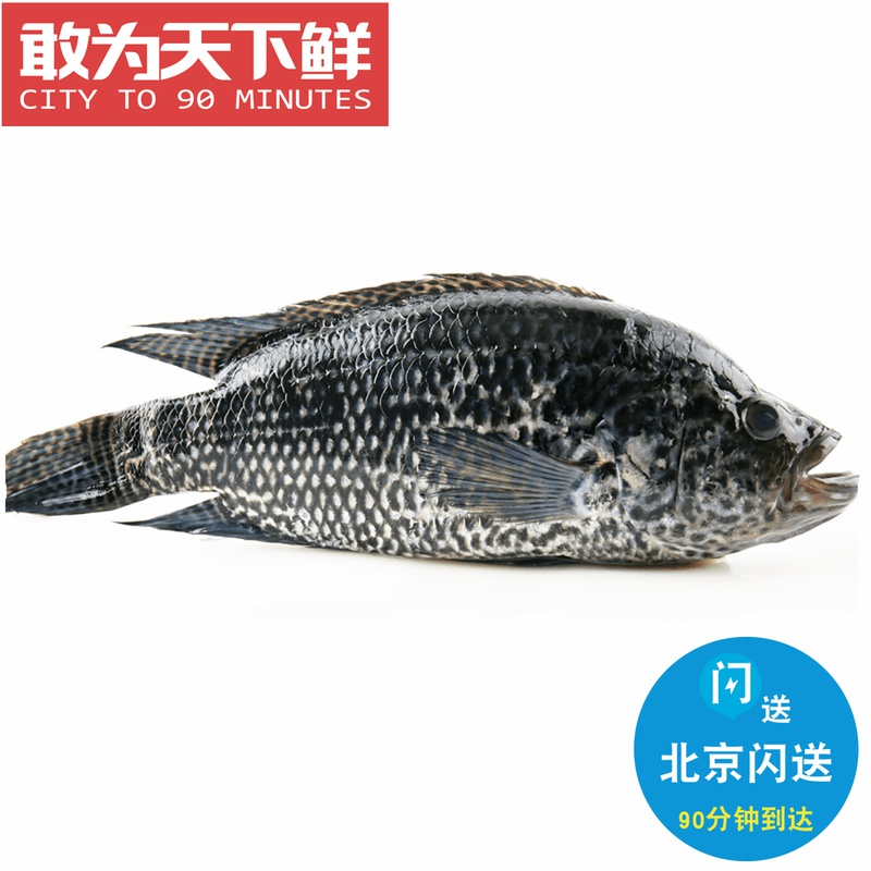 斑冷冻鱼瓜子鱼海鲜水产500-600克/条包邮(去比价)分类:斑鱼原价$158