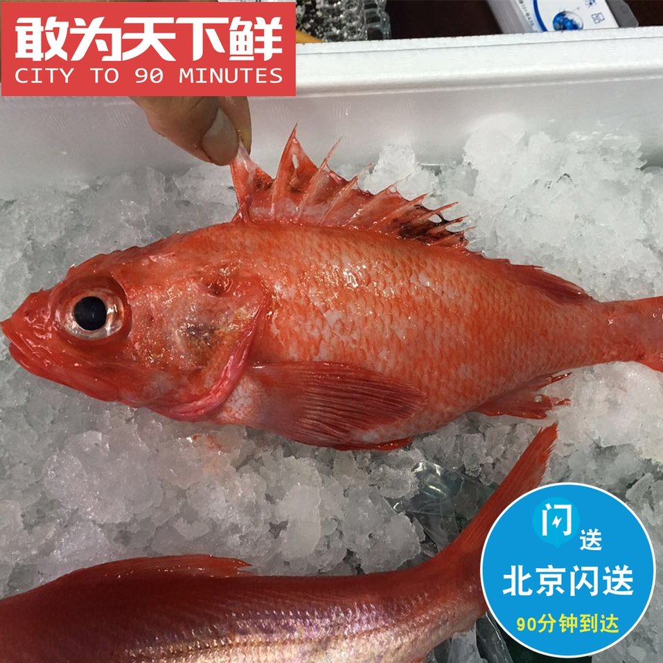 预约每周到货1斤1条金吉鱼冰鲜