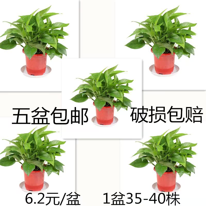 绿萝自动吸水水培盆栽绿植办公室客厅吸甲醛净化空气室内花卉绿箩