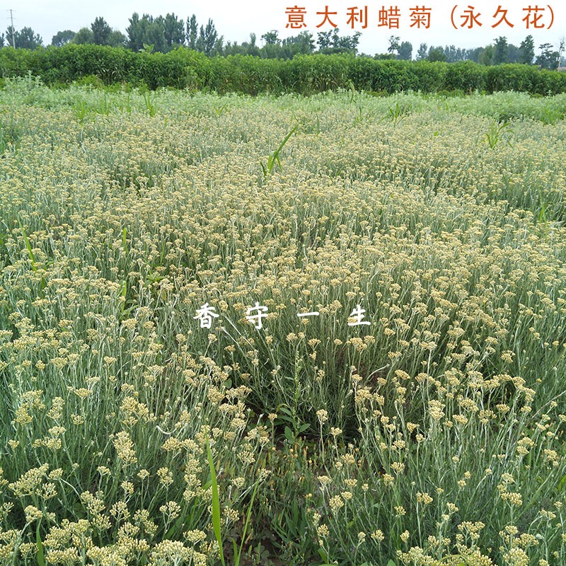 意大利蜡菊/永久花鲜花可提取纯露 上合峰会基地直供正宗芳疗用