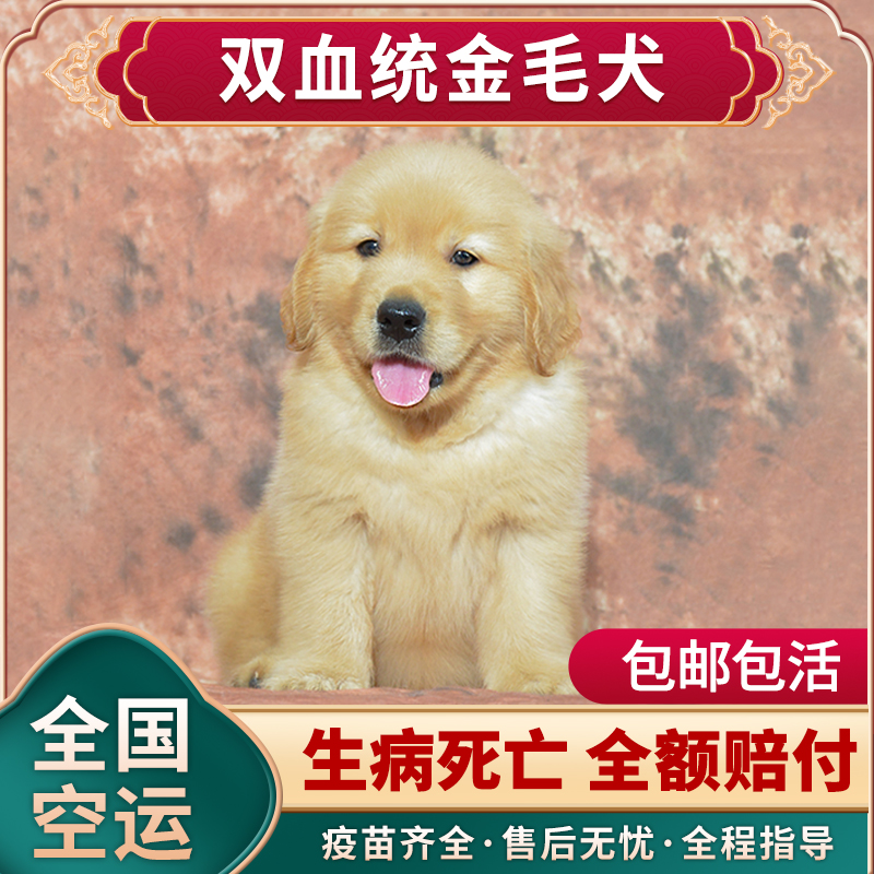 金毛幼犬 纯种 宠物狗金毛