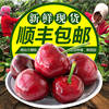 现货立减10元 山东烟台福山大樱桃J(26-30mm)2斤顺丰包邮|ru 现货立减10元 山东烟台福山大樱桃J(26-30mm)2斤顺丰包邮|ru