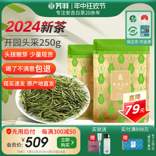 2024年新茶上市芳羽安吉白茶开园头采250g茶叶正宗明前春茶绿茶